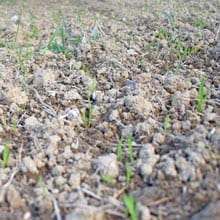 Appalachian 11.17.25 Germinating | Weatherbury Farm Grain Tracker 2026