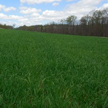 Appalachian 4.17.26 Field | Weatherbury Farm Grain Tracker 2026 Appalachian 4.17.26 Field | Weatherbury Farm Grain Tracker 2026