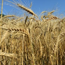 Appalchian 7.2.26 field | Weatherbury Farm Grain Tracker 2026