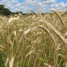 Danko Rye 6.24.26 | Weatherbury Farm Grain Tracker