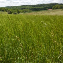 Eiinkorn and hay 6.16.26 | Weatherbury Farm Grain Tracker