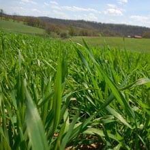 Einkorn 4.16.25 frost seeding day | Weatherbury Farm Grain Tracker