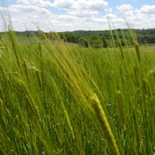 Einkorn 6.16.26 | Weatherbury Farm Grain Tracker