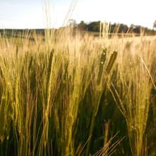 Einkorn 6.24.26 | Weatherbury Farm Grain Tracker