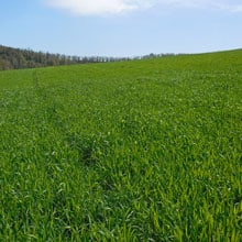 Frederick 4.21.26 field | Weatherbury Farm Grain Tracker