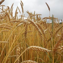 Frederick 6.18.26 in the field closeup | Weatherbury-Farm-Grain-Tracker