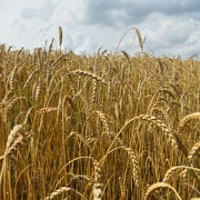 Frederick 7.4.26 | Weatherbury Farm Grain Tracker