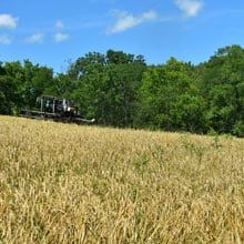 Frederick 7.8.26 Combing | Weatherbury Farm Grain Tracker