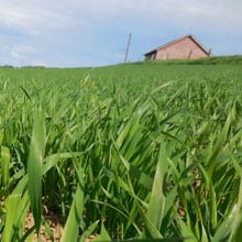 Gehl 5.11.26 field | Weatherbury Fam Grain Tracker