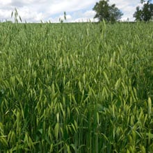 Gehl 6.16.26 | Weatherbury Farm Grain Tracker
