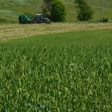 Gehl 6.16.26 farm at work | Weatherbury Farm Grain Tracker