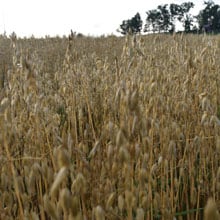 Gehl Oats 7.13 | Weatherbury Farm Grain Tracker