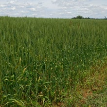 Glenn 6.16.26 Field | Weatherbury Farm GrainTracker