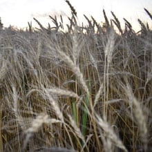 Glenn 7.13.26 | Weatherbury Farm Grain Tracker