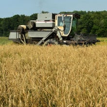 Maxine 7.14.26 Harvest | Weatherbury Farm Grain Tracker 2026