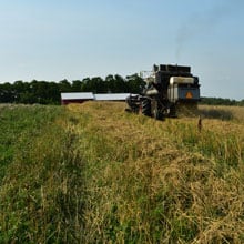 Maxine 7.14.26 combine straw rear | Weatherbury Farm Grain Tracker 2026 Maxine 7.14.26 combine straw rear | Weatherbury Farm Grain Tracker 2026