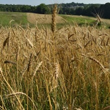 Maxine 7.3.26 field | Weatherbury Farm Grain Tracker 2026