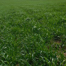 RDB 4.21.26 field | Weatherbury Farm Grain Tracker
