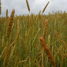 RDB 6.18.26 | Weatherbury Farm Grain Tracker RDB 6.18.26 | Weatherbury Farm Grain Tracker
