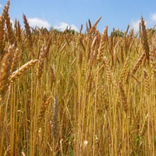 RDB 7.4 | Weatherbury Farm Grain Tracker RDB 7.4 | Weatherbury Farm Grain Tracker