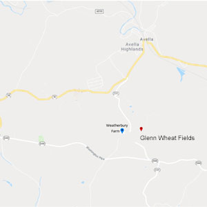 Glenn wheat fields 2026 | Weatherbury Farm Grain Tracker