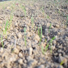 maxine 11.17.25 germinating | Weatherbury Farm Grain Tracker 2026 maxine 11.17.25 germinating | Weatherbury Farm Grain Tracker 2026